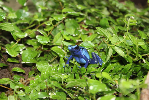 Tropikariet Zoo, Helsingborg